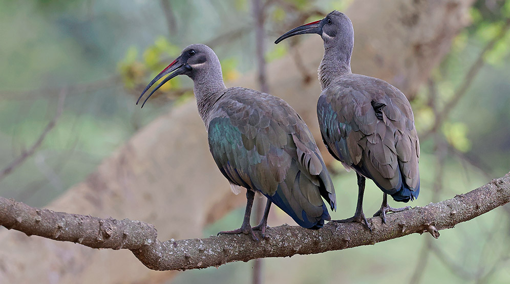 Hadeda Ibis